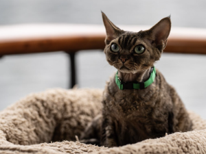 Devon Rex names Jonesy Stars in The CW’s “Wild Cards”